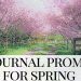 outdoor scene of cherry blossom on the trees - spring journal prompts